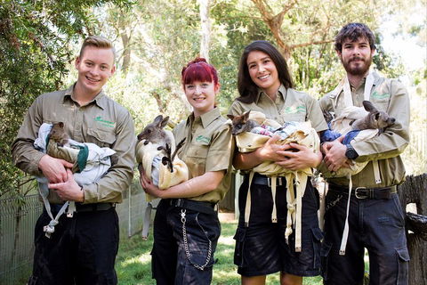 Kangaroos & Koala Encounter Experience (Half Day Private Tour) - Tourism Canberra 3