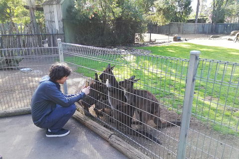 Kangaroos & Koala Encounter Experience (Half Day Private Tour) - Tourism Canberra 4