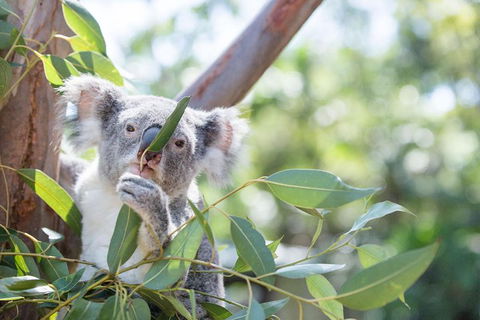 Kangaroos & Koala Encounter Experience (Half Day Private Tour) - Tourism Canberra 5