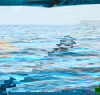 Cruise with Dolphins in Byron Bay - Tourism Canberra