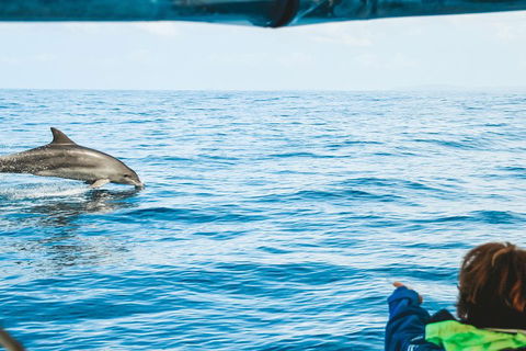 Cruise With Dolphins In Byron Bay - Tourism Canberra 0