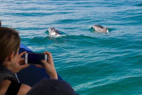 Cruise With Dolphins In Byron Bay - Tourism Canberra 1