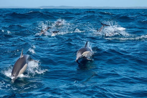 Cruise With Dolphins In Byron Bay - Tourism Canberra 2