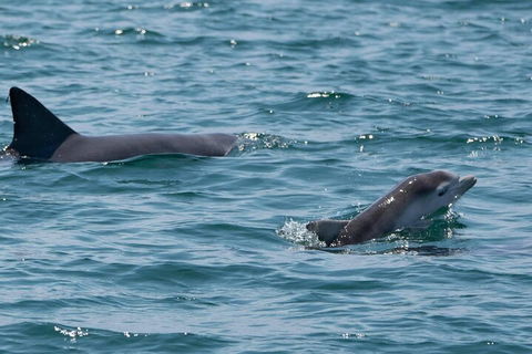 Cruise With Dolphins In Byron Bay - Tourism Canberra 5