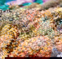 Sunshine Coast Eumundi Markets Return Minibus Transfer - Tourism Canberra