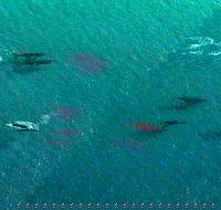 40-45 Minute Port Stephens and Stockton Beach Helicopter Flight - For 2 - Tourism Canberra