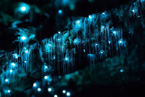 Hinterland Magic & Glow-worm Experience - Tourism Canberra 1