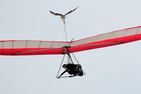 Hang Gliding With HangglideOz - Tourism Canberra 0