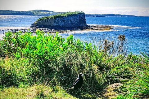 Erupting Blowholes And Ancient Rainforests With 'Personalised Sydney Tours' - Tourism Canberra 3