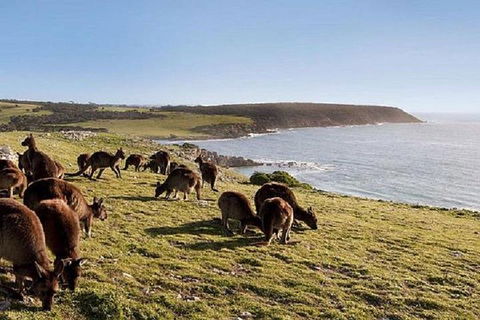 Kangaroo Island Personal Group Tours - Tourism Canberra 0