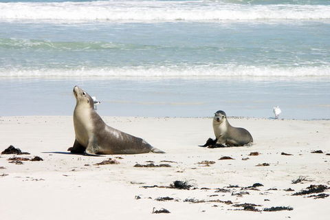 Kangaroo Island Personal Group Tours - Tourism Canberra 3