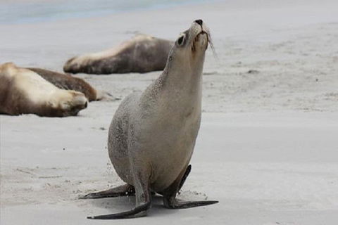 Kangaroo Island Personal Group Tours - Tourism Canberra 4