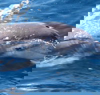 Jervis Bay Dolphin Watch Cruise - Tourism Canberra