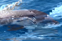 Book Viator Accommodation Vacations Tourism Canberra Tourism Canberra