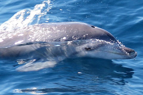 Jervis Bay Dolphin Watch Cruise - Tourism Canberra 0