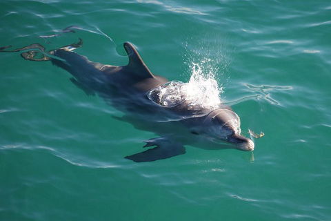 Jervis Bay Dolphin Watch Cruise - Tourism Canberra 1