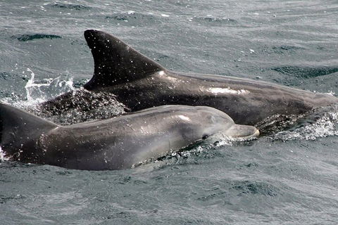 Jervis Bay Dolphin Watch Cruise - Tourism Canberra 2