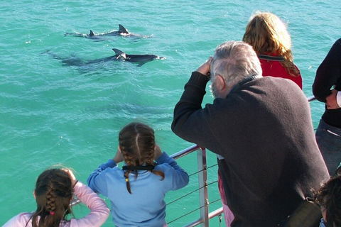 Jervis Bay Dolphin Watch Cruise - Tourism Canberra 4