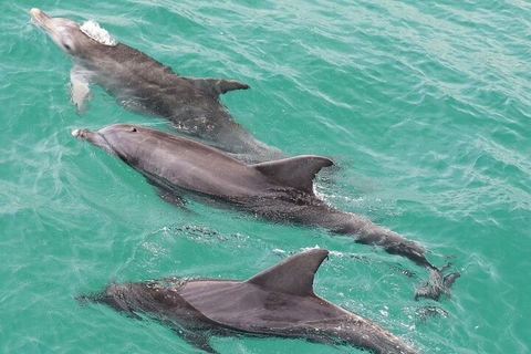 Jervis Bay Dolphin Watch Cruise - Tourism Canberra 5