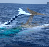 Whale Watching Jervis Bay - Tourism Canberra