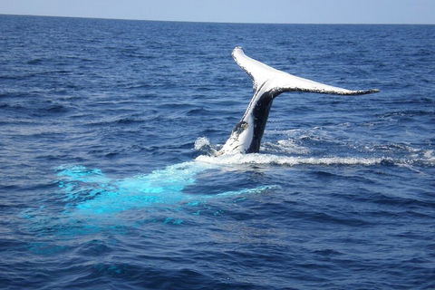 Whale Watching Jervis Bay - Tourism Canberra 0