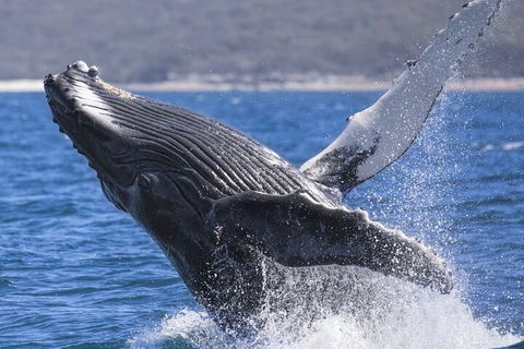 Whale Watching Jervis Bay - Tourism Canberra 2