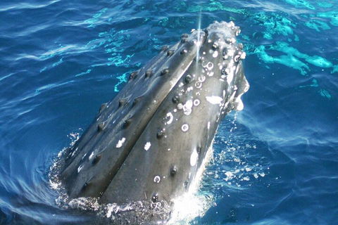 Whale Watching Jervis Bay - Tourism Canberra 3