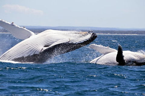 Whale Watching Jervis Bay - Tourism Canberra 5