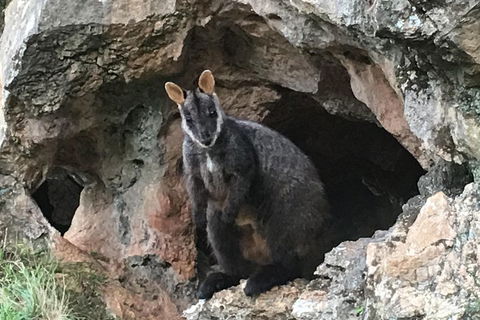 Inside The Greater Blue Mountains World Heritage - A Wildlife Safari Overnight - Tourism Canberra 1