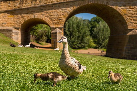 Richmond Historic Afternoon Tour From Hobart - Tourism Canberra 1