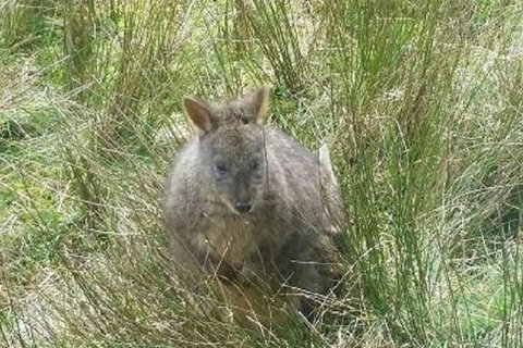 Leven Canyon Day Trip Including Wings Wildlife Park Or Gunns Plains Caves - Tourism Canberra 3