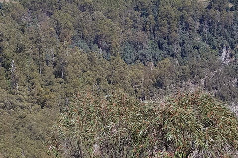 Leven Canyon Day Trip Including Wings Wildlife Park Or Gunns Plains Caves - Tourism Canberra 4