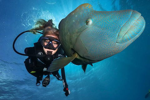 Great Barrier Reef Snorkeling And Diving Cruise From Cairns - Tourism Canberra 0
