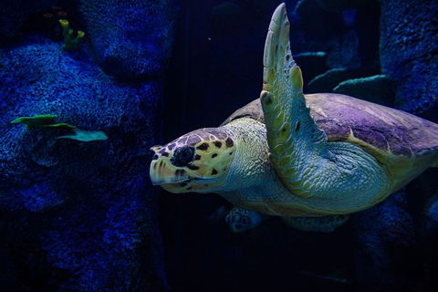Sydney Attractions Pass: SEA LIFE Aquarium, Sydney Tower Eye, WILD LIFE Zoo And Madame Tussauds - Tourism Canberra 1