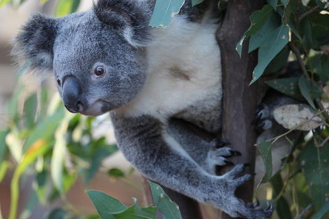 Sydney Attractions Pass: SEA LIFE Aquarium, Sydney Tower Eye, WILD LIFE Zoo And Madame Tussauds - Tourism Canberra 2