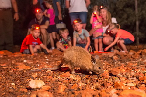 Alice Springs Desert Park Nocturnal Tour - Tourism Canberra 1