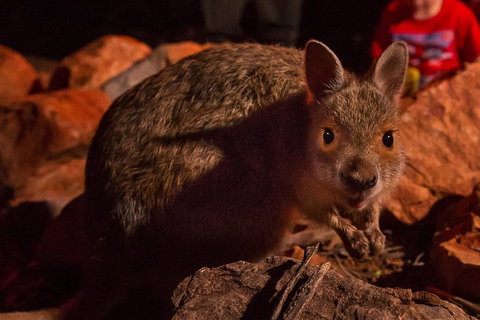 Alice Springs Desert Park Nocturnal Tour - Tourism Canberra 3