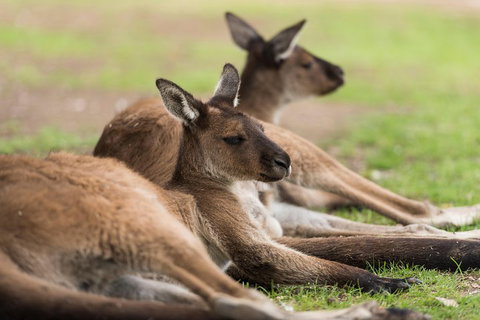 Private Ballarat And Sovereign Hill Tour From Melbourne - Tourism Canberra 0