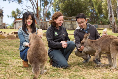 Bonorong Wildlife Park And Richmond Afternoon Tour From Hobart - Tourism Canberra 1