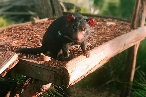 Bonorong Wildlife Park And Richmond Afternoon Tour From Hobart - Tourism Canberra 4