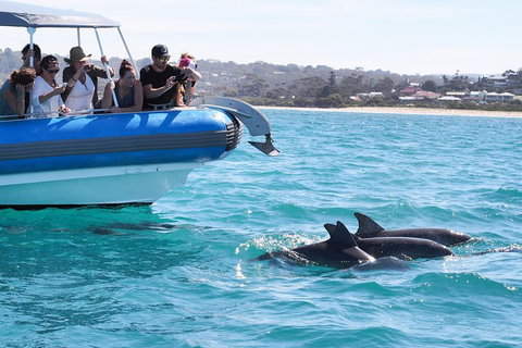 Seal Island Boat Tour From Victor Harbor - Tourism Canberra 5