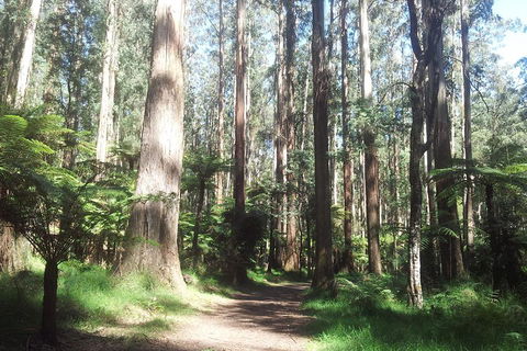 Dandenong Ranges Private Tour Including William Ricketts Sanctuary - Tourism Canberra 0