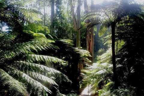 Dandenong Ranges Private Tour Including William Ricketts Sanctuary - Tourism Canberra 1