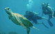 Ocean Freedom Great Barrier Reef Personal Luxury Snorkel & Dive Cruise, Cairns - thumb 4
