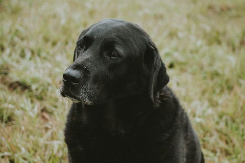 Daylesford Wine Tours: Wine, Cider, Gin, Vodka, Port, Food & Sights Tours! - Tourism Canberra 4