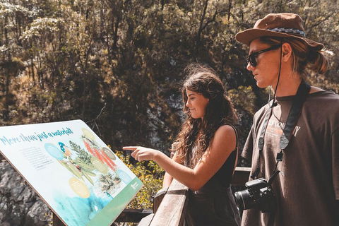 Springbrook AndTamborine Rainforest Tour Incl Natural Bridge And Glow Worm Cave - Tourism Canberra 0