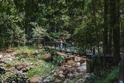 Springbrook AndTamborine Rainforest Tour Incl Natural Bridge And Glow Worm Cave - Tourism Canberra 3