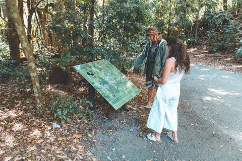 Springbrook AndTamborine Rainforest Tour Incl Natural Bridge And Glow Worm Cave - Tourism Canberra 5