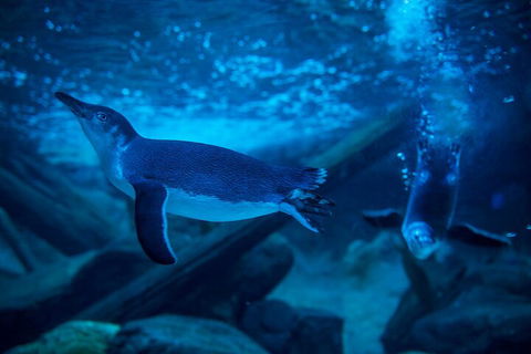 SEA LIFE Sunshine Coast Aquarium Entrance Ticket - Tourism Canberra 1