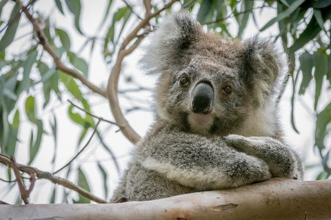 Great Ocean Road & Grampians National Park Tour - 3 Days, 2 Nights - Tourism Canberra 2